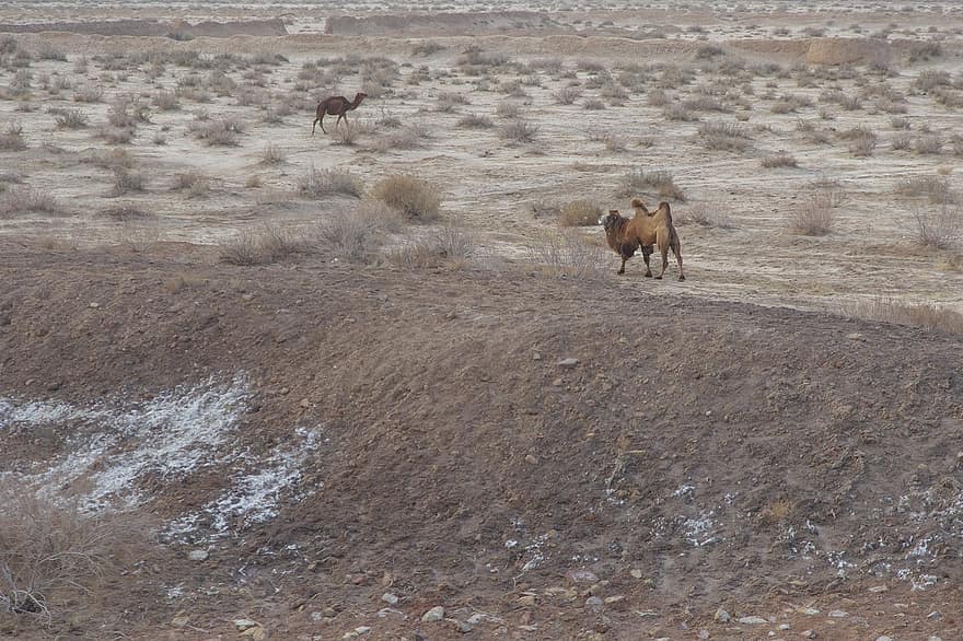 les chameaux, parc national de kavir, Iran, animaux, la nature