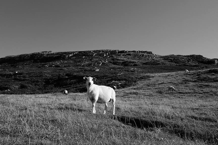 овца, животные, поле, холм, домашний скот, Ирландия, природа, пейзаж, луг, сельская местность, трава