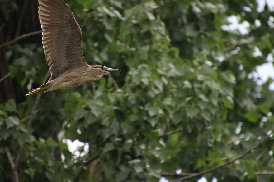 Nachtreiher, Vogel, fliegend, Reiher, Tier, Tierwelt, Wasservogel, Gefieder, Flügel, Schnabel, Flug