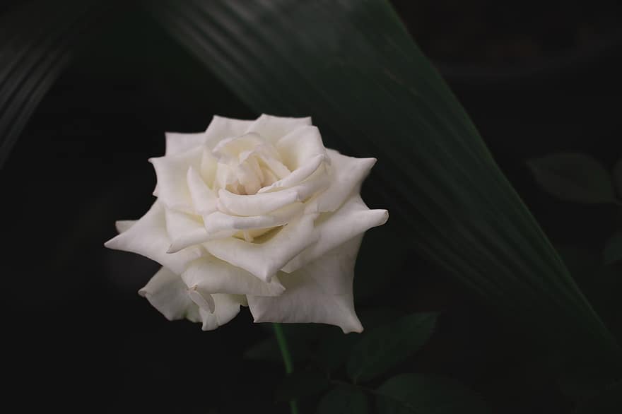 witte bloem, witte roos, roos, natuur