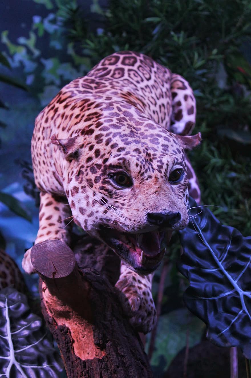 leopard, feline, pletter, dyr, museum