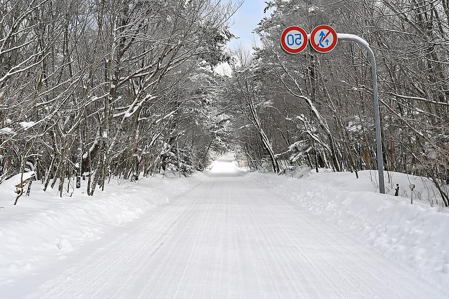 väg, aveny, träd, is, frost, trän, skog, snö