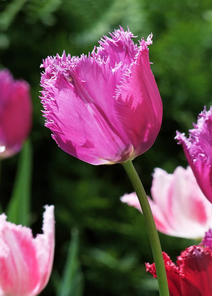 tulipani arricciati, fiore, tulipani, tulipani rosa, fiore rosa, fioritura, fiorire, piante, flora, petali