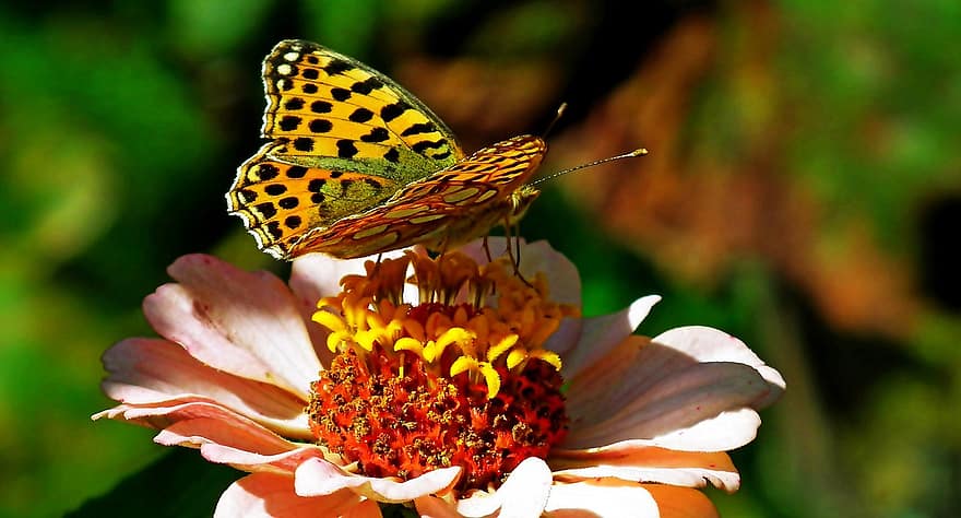 бабочка, насекомое, цветок, цинния, лепестки, цветение, завод, крылья, природа, крупный план, летом