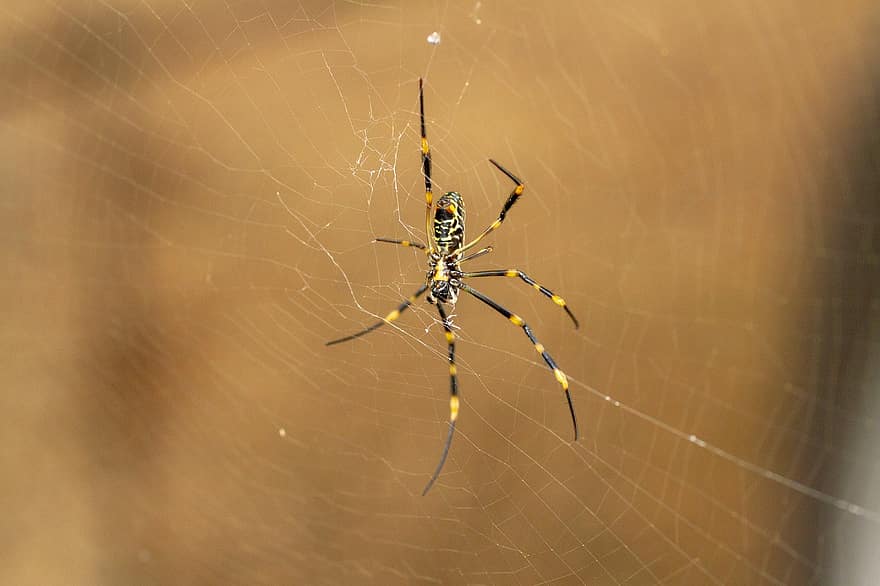 kultainen orb, hämähäkki, arachnid, eläin, Kultainen Orb-kutoja, verkko, villieläimet, luonto