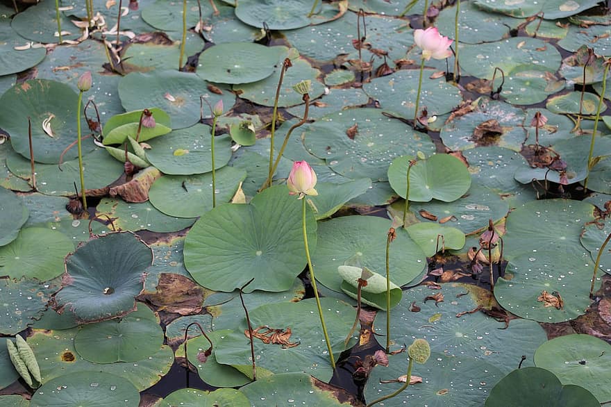 Lotus, Blumen, Teich, Seerosen, Lotusblumen, Blütenblätter, blühen, Wasserpflanzen, Flora, Blatt, Pflanze