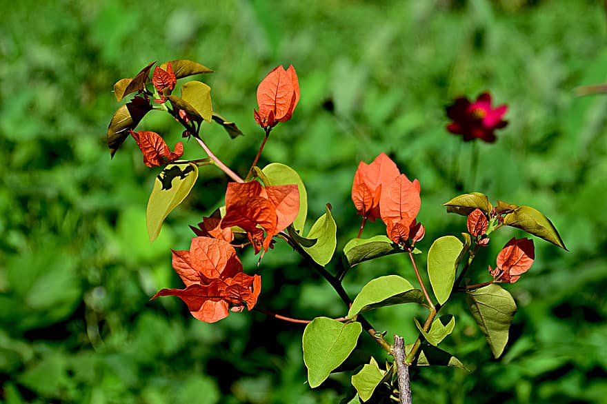 bougainvillea, ziedi, trīskāršs zieds