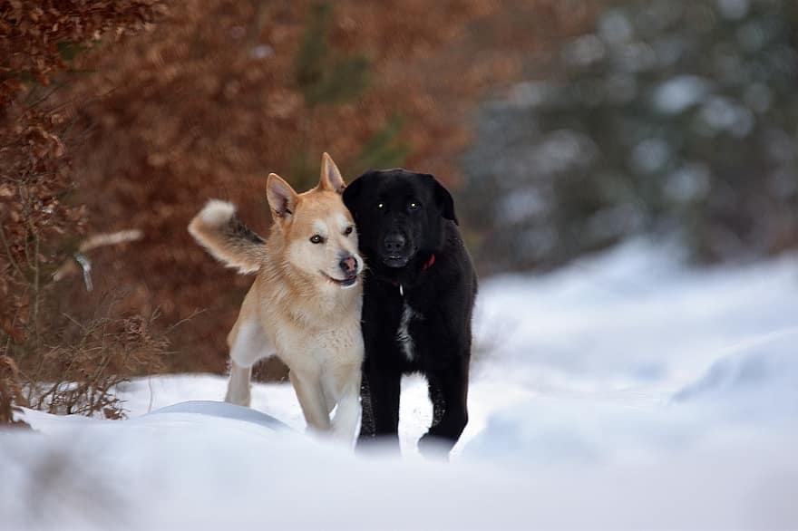 anjing, gigi taring, salju, ceria, pelukan, persahabatan, binatang, musim dingin, dingin, musim, hutan