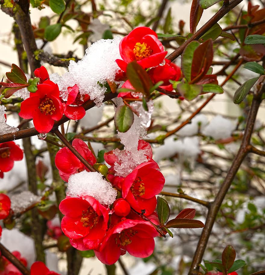 kinesisk kvede, blomster, plante, sne, Vinterens begyndelse, røde blomster, Busk, kronblade, flor, flora, natur
