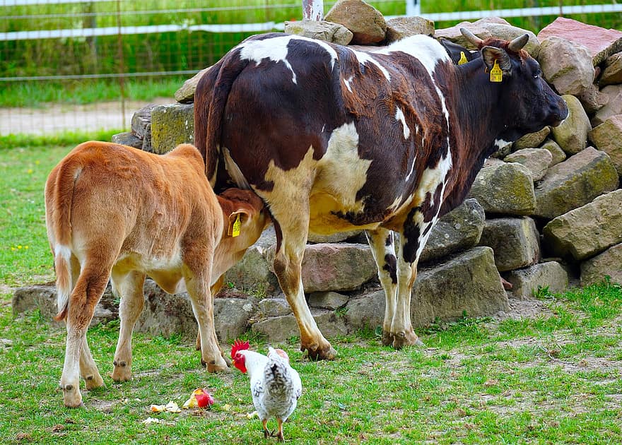 крави, говеда, селскостопански животни, жаба, животни, фермерски двор, селско стопанство, телета, дивата природа, ферма, добитък