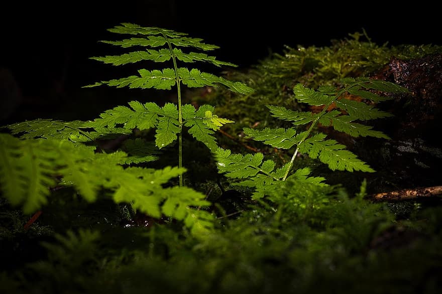 Fern, Forest, Nature, Botany, Growth, Plant, Woods