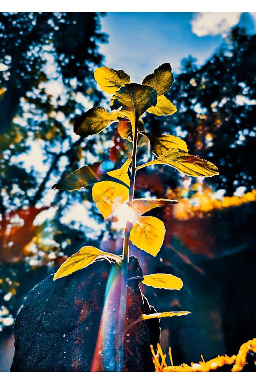 hojas, planta, luz del sol, ligero, jardín, naturaleza, India