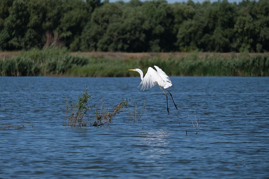 Great White Egret, Bird, Flight, Flying Bird, Wading Bird, Long-legged, Long-necked, Ave, Avian, Ornithology, Bird Watching