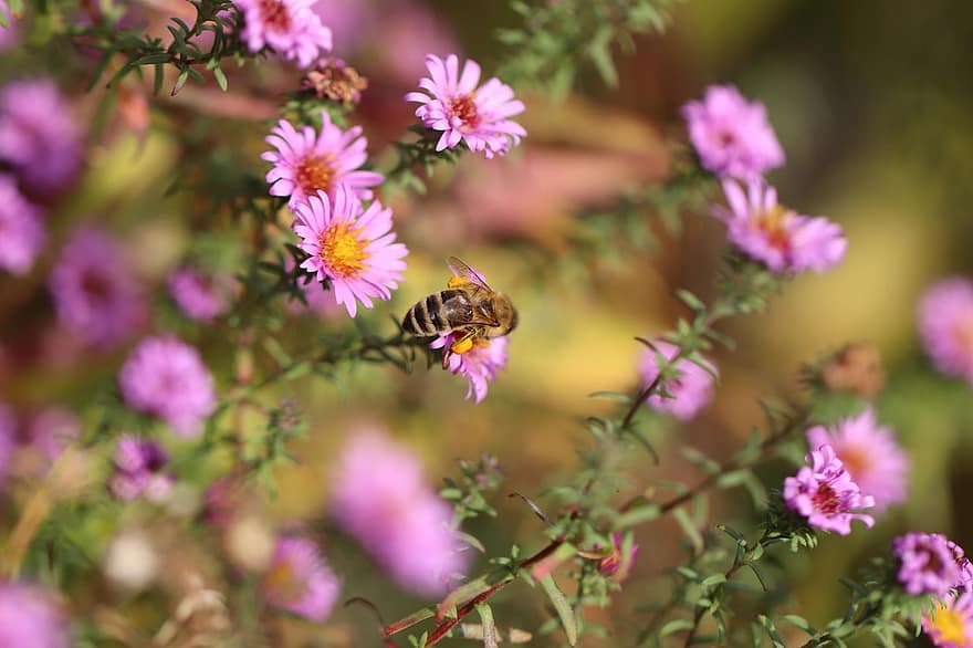 пчела, насекомое, цветок, западная медоносная пчела, астра, опыление, розовые цветы, лепестки, завод, сад, летом