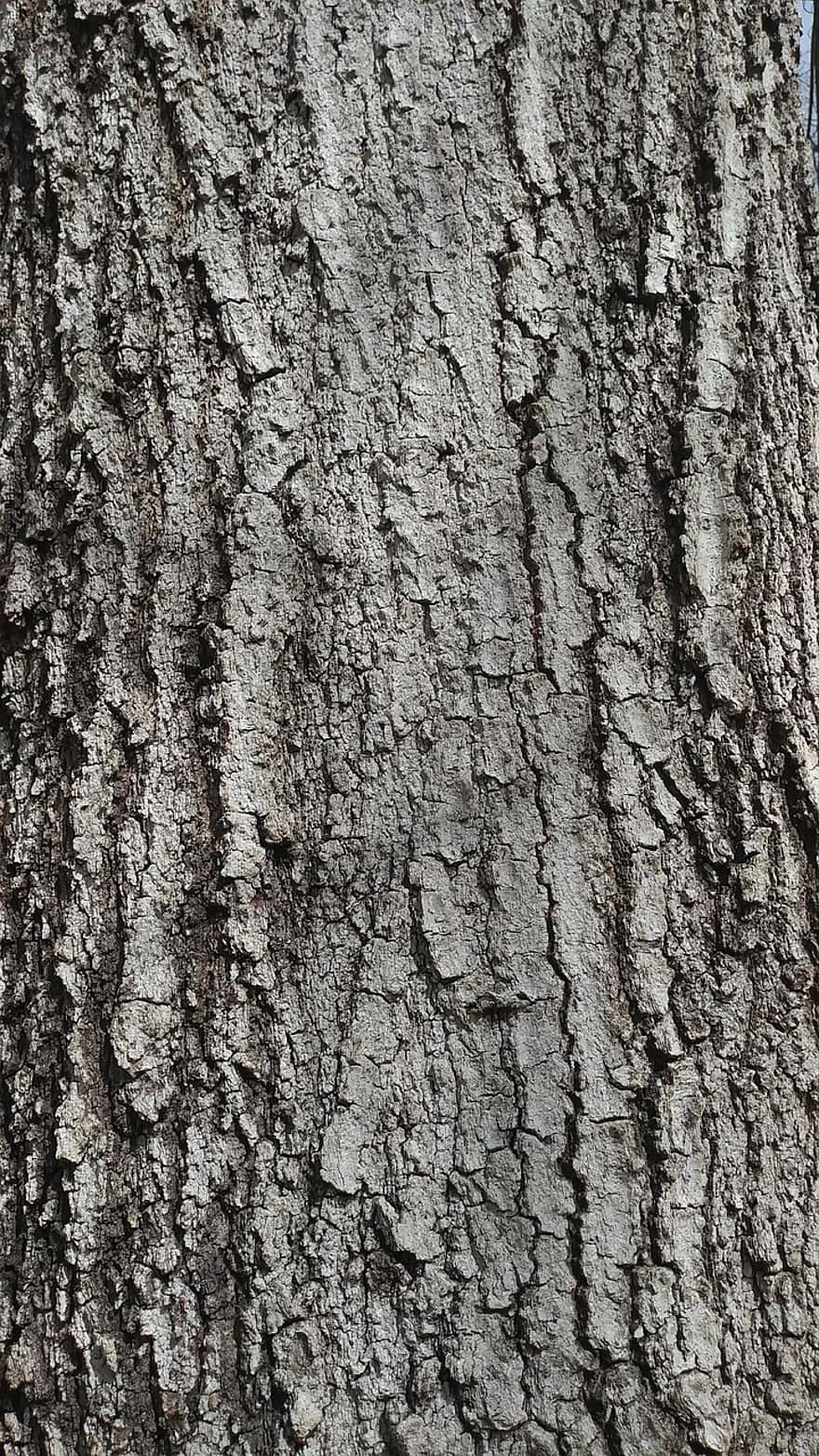 Carvalho, casca de árvore, textura, madeira, de madeira, textura áspera, árvore, origens, floresta, tronco de árvore, fechar-se