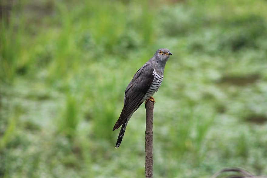 Bird, Eurasian Cuckoo, Feathers, Plumage, Wings, Peak, Eyes, Flight, Head