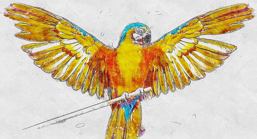 папуга, малюнок, птах, художній, акварель, барвисті, короткий зміст, ручка
