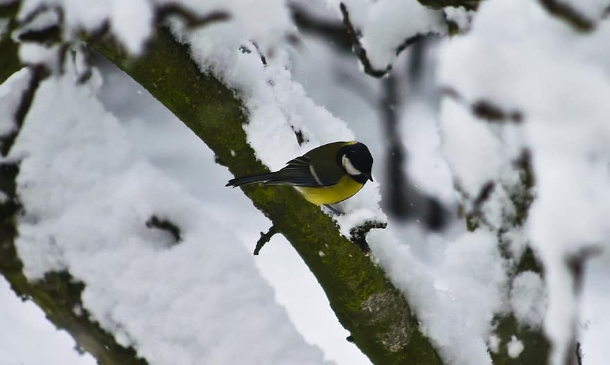 mes, liten fågel, snö, väntar