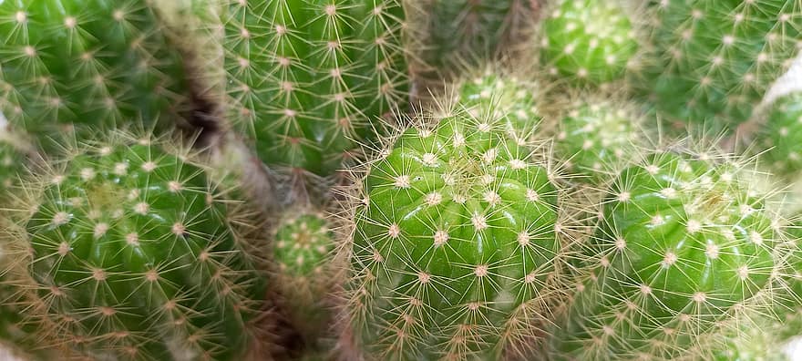 kaktus, spiky planter, natur, anlegg, nærbilde, grønn farge, torn, botanikk, blad, saftig plante, vekst