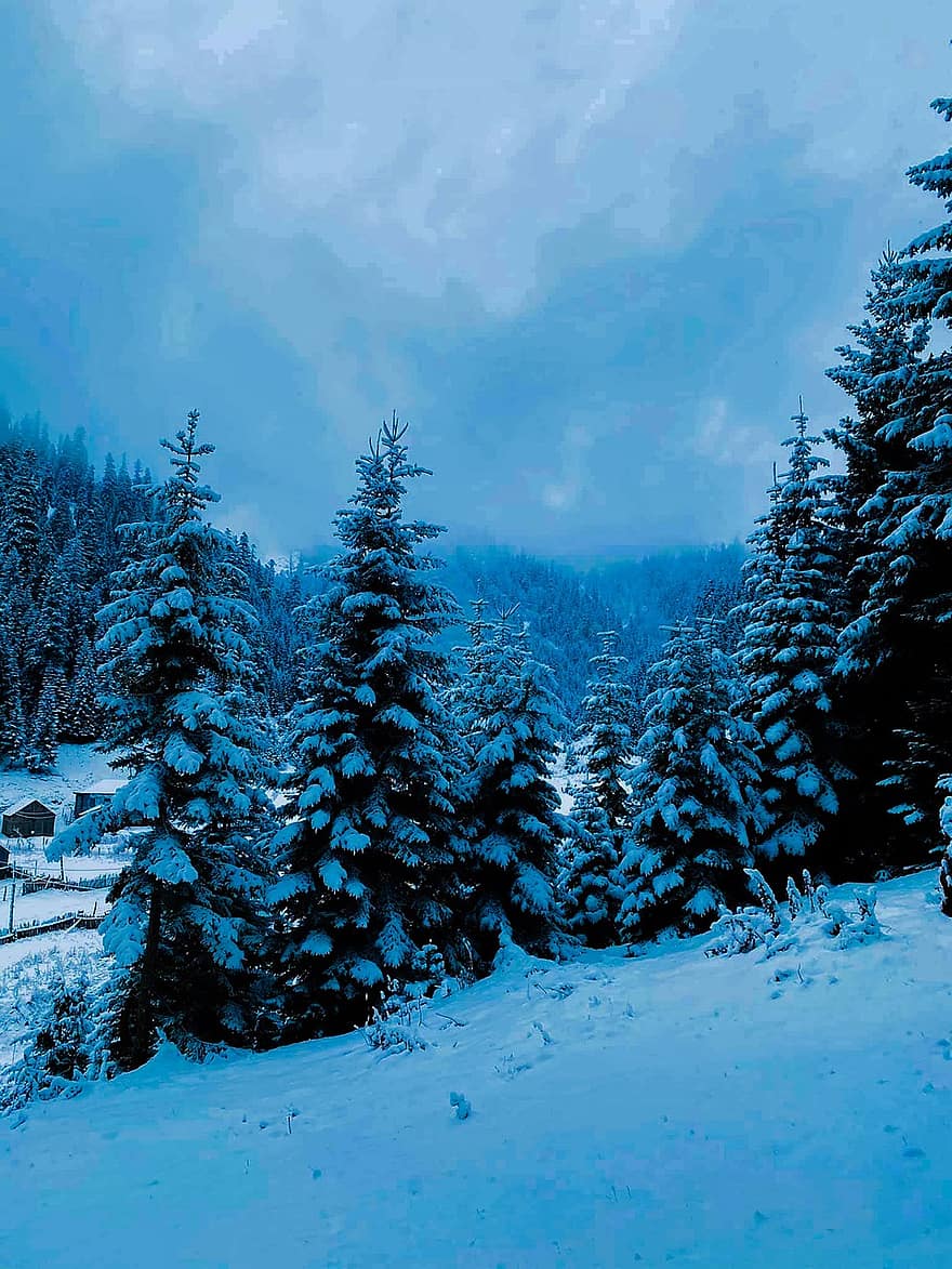 Snow, Trees, Forest, Conifers, Coniferous, Conifer Forest, Pine Trees, Spruce, Evergreen, Hoarfrost, Snowy