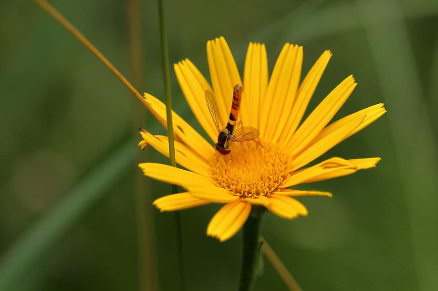 hoverfly, floare, petale, tijă, iarbă, insectă, inflori