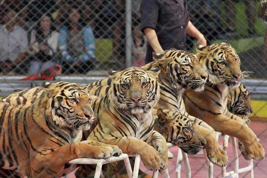 Tiger, Tier, Natur, bengalischer Tiger, undomestizierte Katze, gestreift, Tiere in freier Wildbahn, gefährdete Spezies, katzenartig, große Katze, Achtung