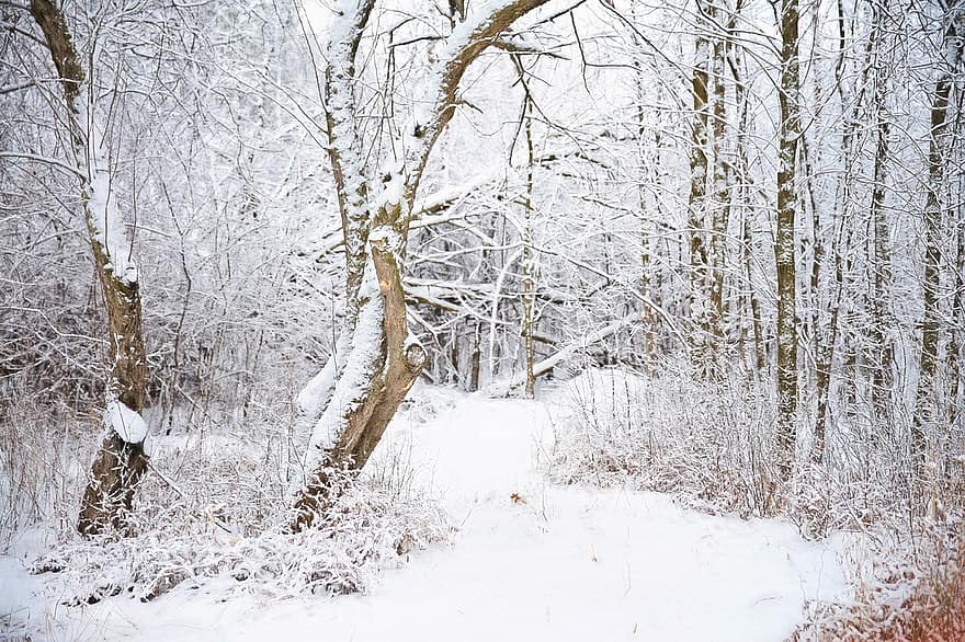 숲, 통로, 겨울, 눈, 나무, 꼬리, 서리, 겨울 왕국, 감기, 눈이 내리는, 냉랭한