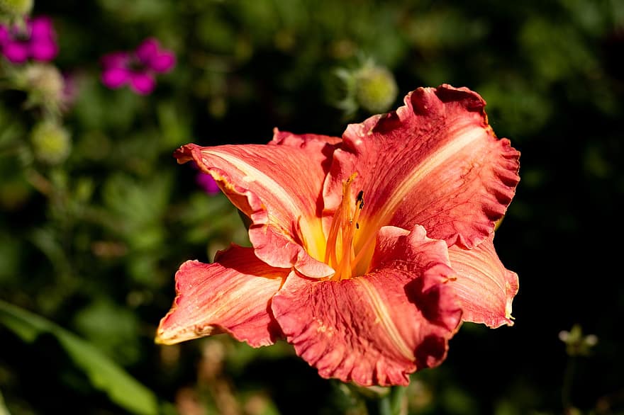 hemerocallis robi wrażenie, kwiat, płatki, guziki, trzon, pręciki, daylily, ogród