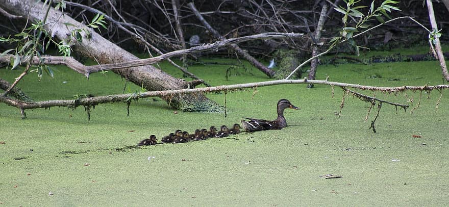 kachna, rodina, Fücken, jezero, rybník, mami, mladé zvíře, Kachňata, voda, plavat, matka