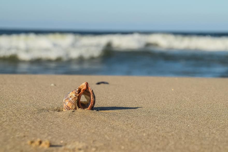 shell, skjell, sand, Strand, hav, kyst
