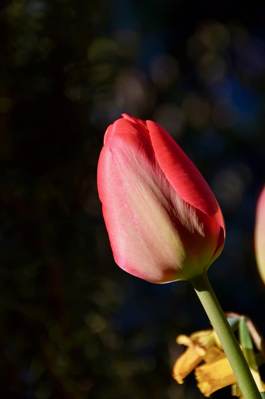 tulipan, wiosna, kwiaty, ogród, Natura, kwiat, flora, kwitnąć, lato, roślina, czerwony