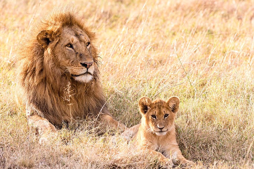 Lew, młode, koci, drapieżnik, mięsożerne, dzikiej przyrody, zwierzę, kot, safari, ssak, młody
