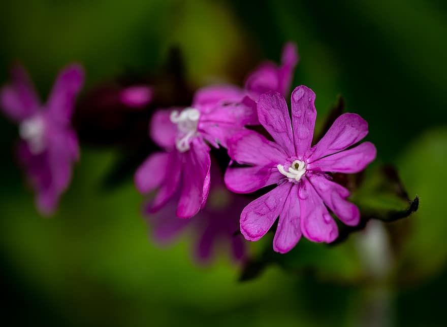 Red Campion, Red Catchfly, Flowers, Dew, Wet, Silene Dioica, Campion, Caryophyllaceae, Pink Flowers, Petals, Bloom
