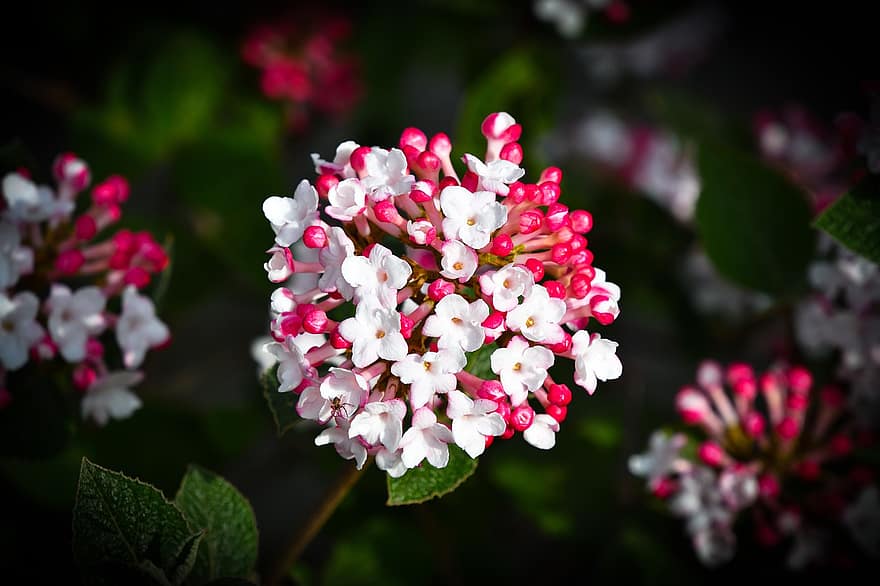 flor, viburnum tinus, arbusto, brotes, primavera, vegetal, Flor de bola de nieve, planta de cobertura, flora, capullos de flores blancas, de cerca