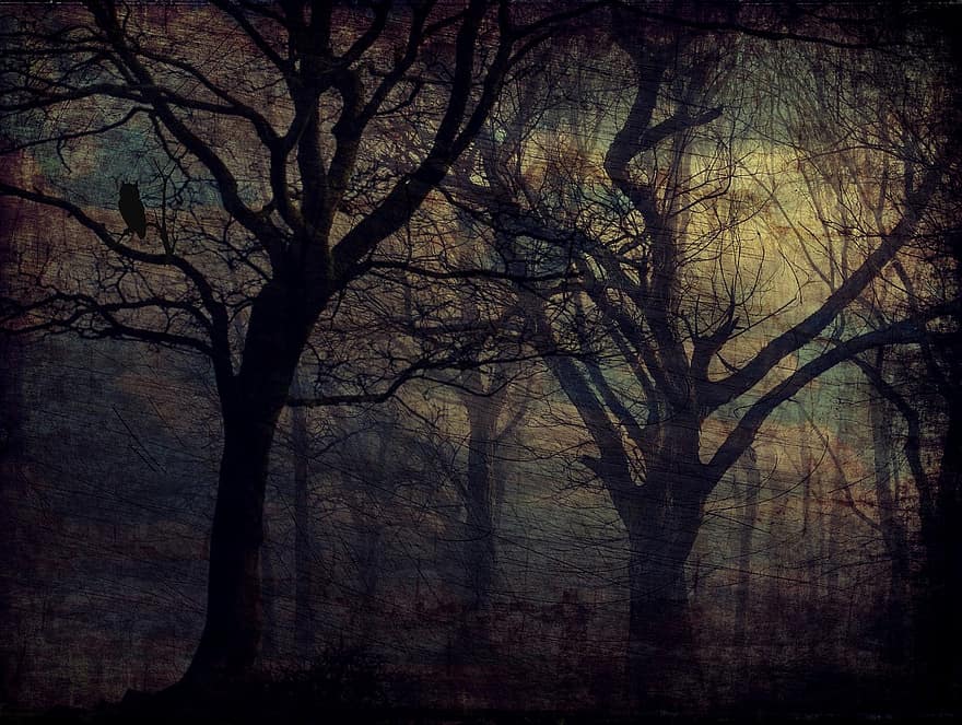 foresta, gufo, alberi, struttura, sfondo, buio, atmosferico, mistico, foresta delle fiabe, strano, notte
