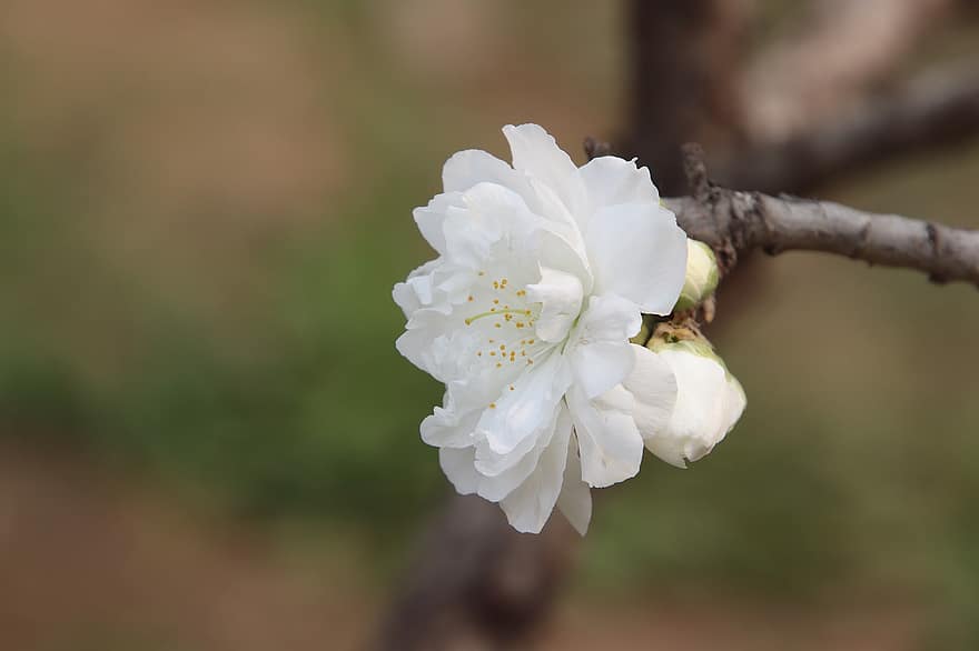 Flowers, Peach Blossoms, Spring, Bloom, Blossom, Branch
