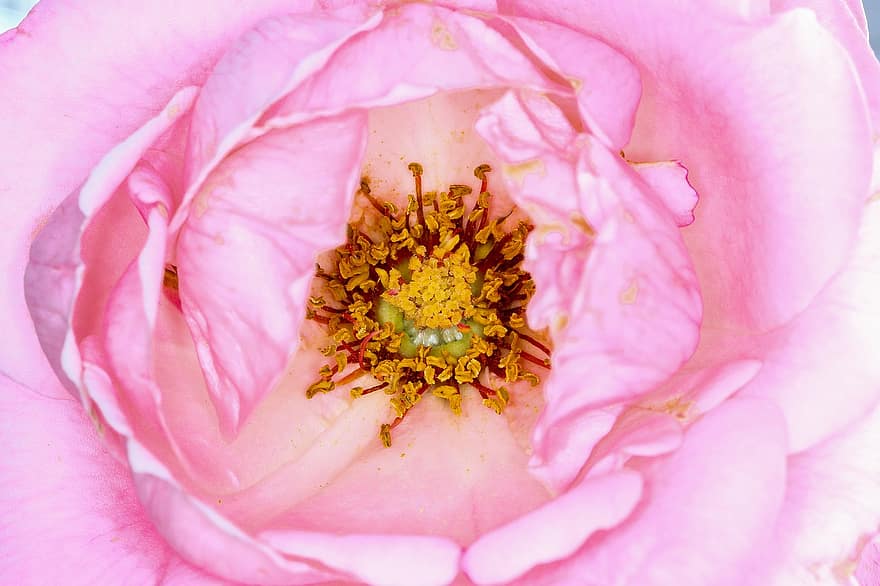 Rosa, flor, pétalos, floración, pétalos de rosa, rosado, Rosa rosada, flor rosa, flora, polen, pistilos