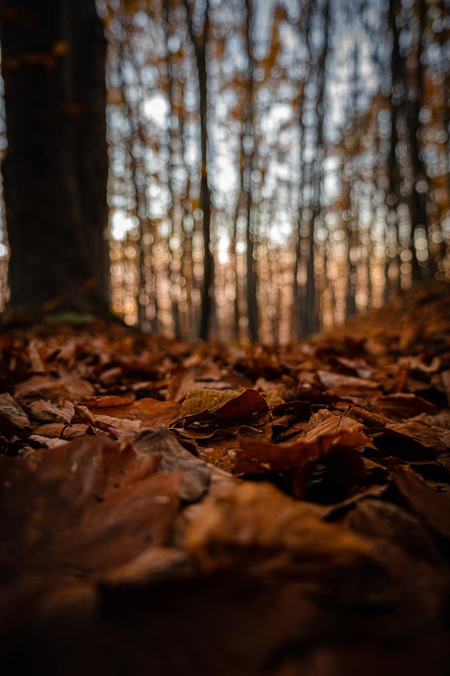 листа, гора, есен, шума, сухи листа, кафяви листа, падане, природа