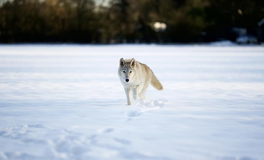 狼、犬歯、雪、フィールド、雪原、冬、雪が多い、霜、犬、野生、哺乳類