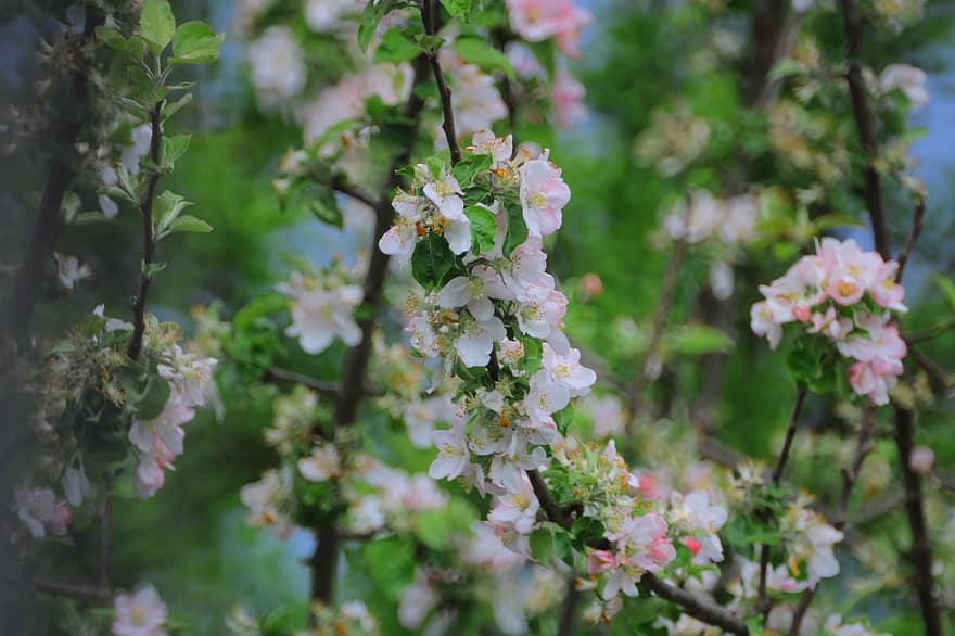 Apple Blossom, Blossom, Bloom, Tree, Flowers, Spring, Nature, White, Filigree, Wreath, Frame