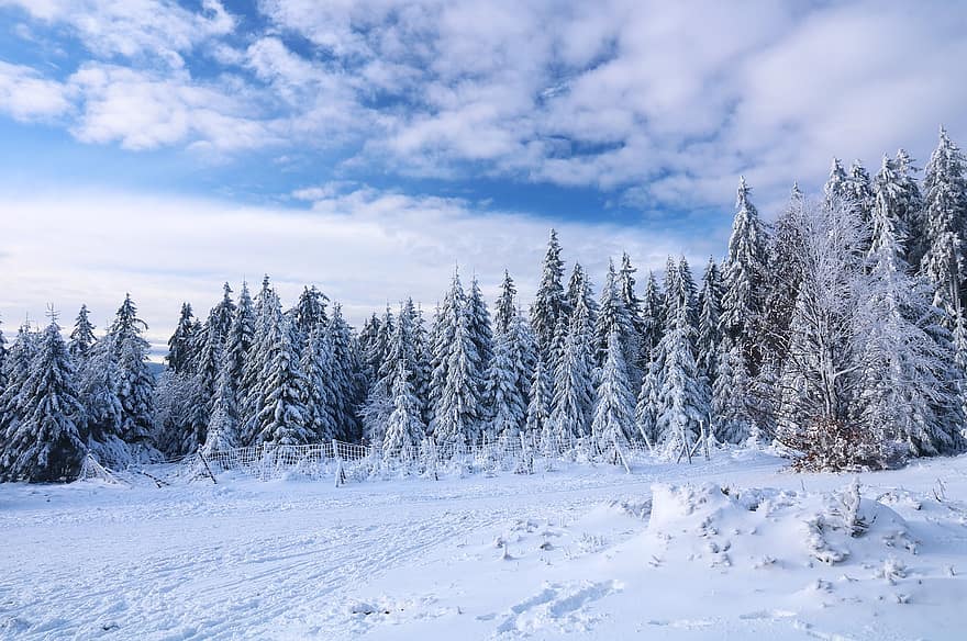 sneeuw, bomen, veld-, winter, Bos, besneeuwd, koude, winterlandschap, landschap