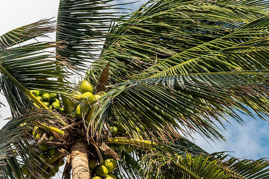 Kokosnussbaum, Blätter, tropisch, Baum, Palme, Geäst, Früchte, Natur, Karibik, Blatt, Obst