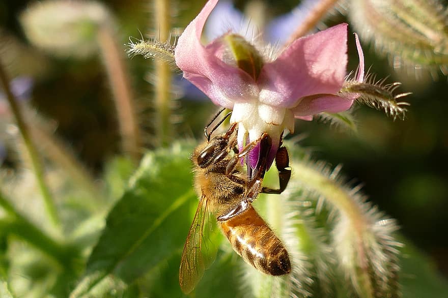 lebah, Antophila, bug, fauna, hymenoptera, madu, serbuk sari, perambatan, distribusi, borage, borago officinalis