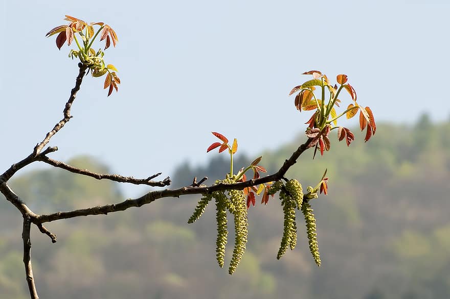 カルピノ、木、Carpinus Betulis、ベツラ科、ブランチ、春、咲く、つぼみ、宝石、目覚め、葉