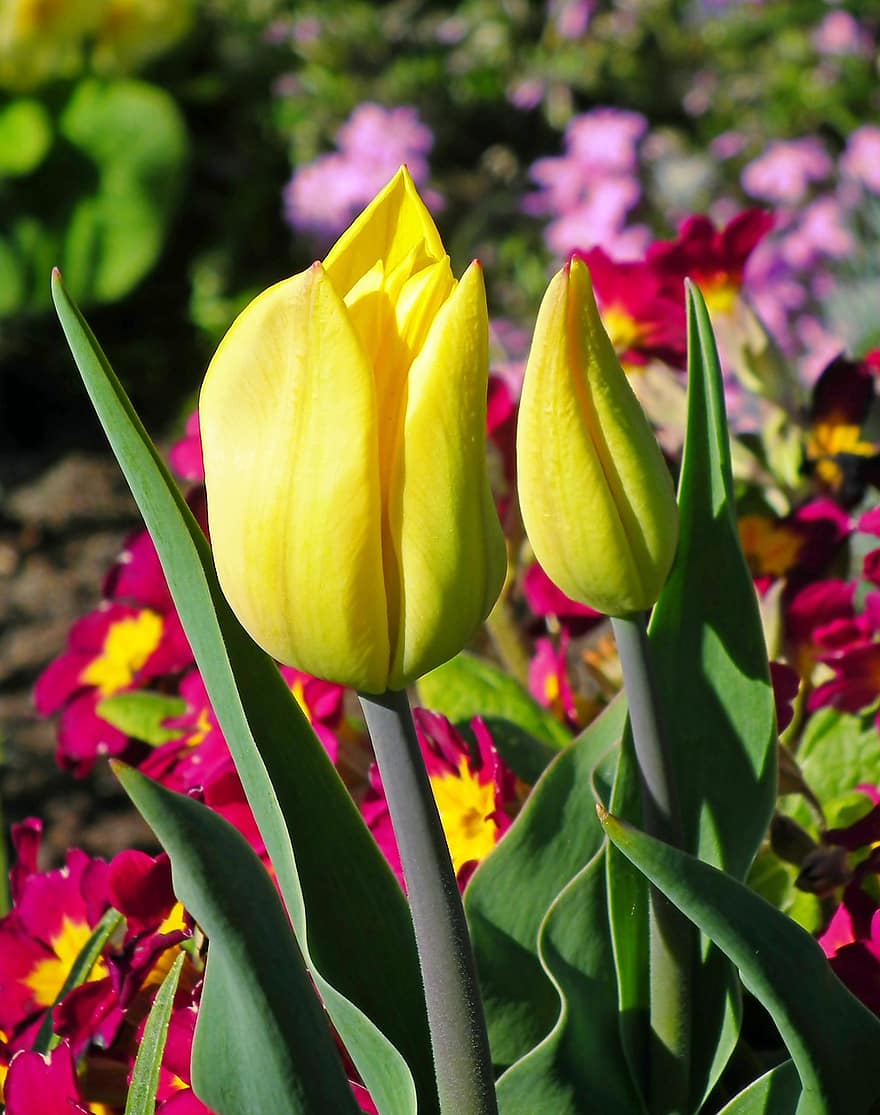 tulipány, květiny, rostlina, pupen, žluté tulipány, žluté květy, jaro, květ, Příroda, zahrada