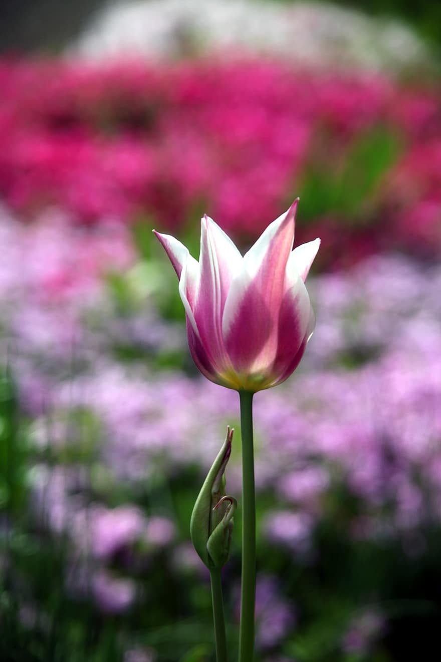 цветок, тюльпан, розовый тюльпан, сад, весна, природа, завод, головка цветка, лепесток, летом, крупный план