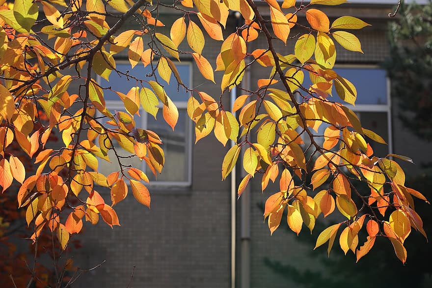 осінні листки, осінь, листя, природи, дерево, Рослина, пишність, лист, жовтий, сезон, яскравий колір