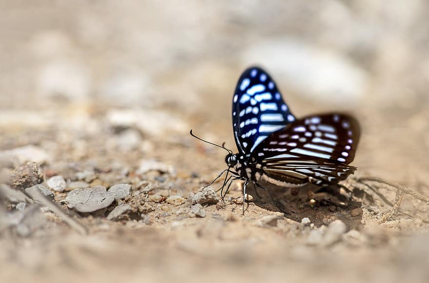 inseto, borboleta, entomologia, asas, macro, Tigre Azul Vítreo, fechar-se, multi colorido, verão, asa animal, lepidópteros