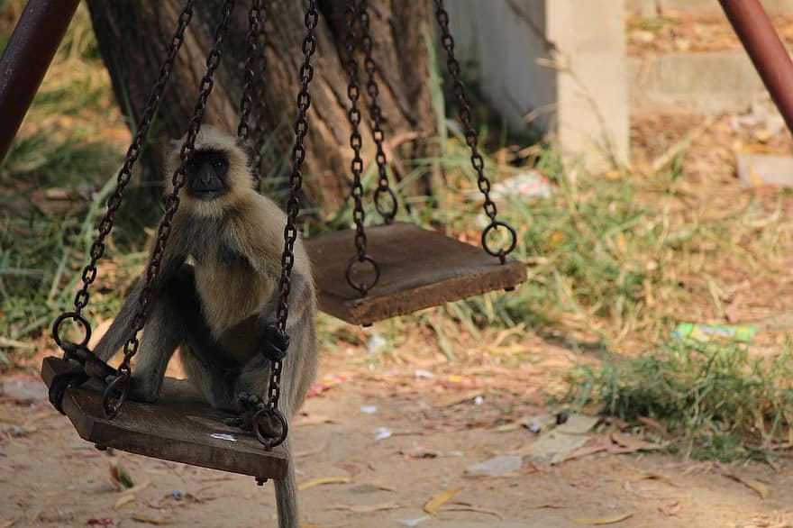 beždžionė, beždžionių sėdėjimas, juokinga beždžionė, sėdi, pavasaris, žinduolių, primatas, pobūdį, gyvūnas, laukinės gamtos, mielas