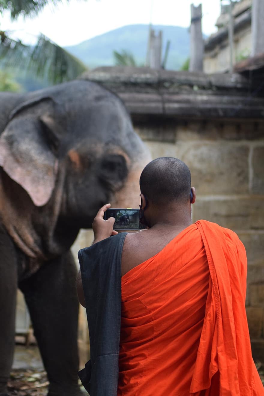 călugăr, oameni, telefon mobil, elefant, animal